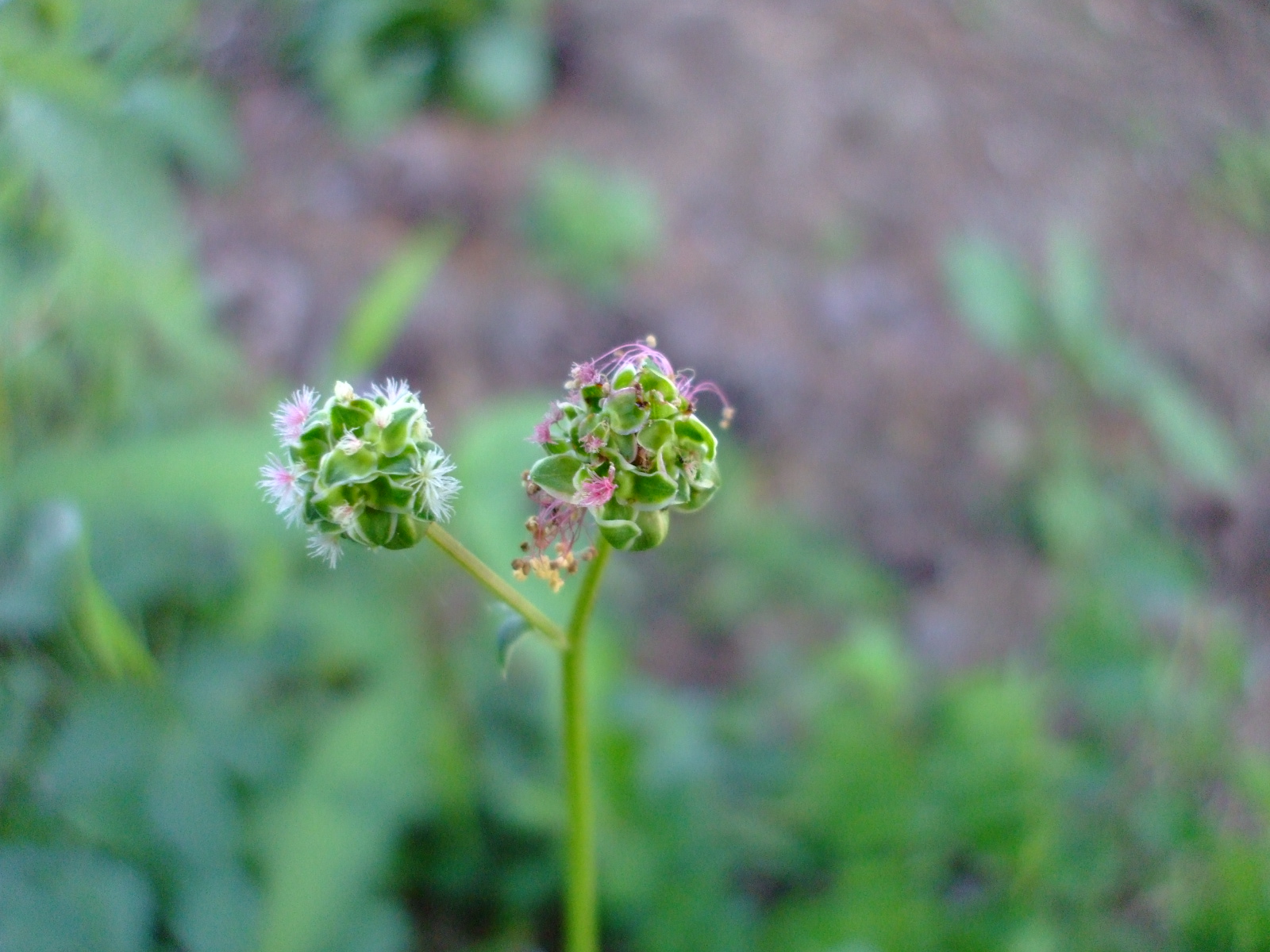 Sanguisorba annua